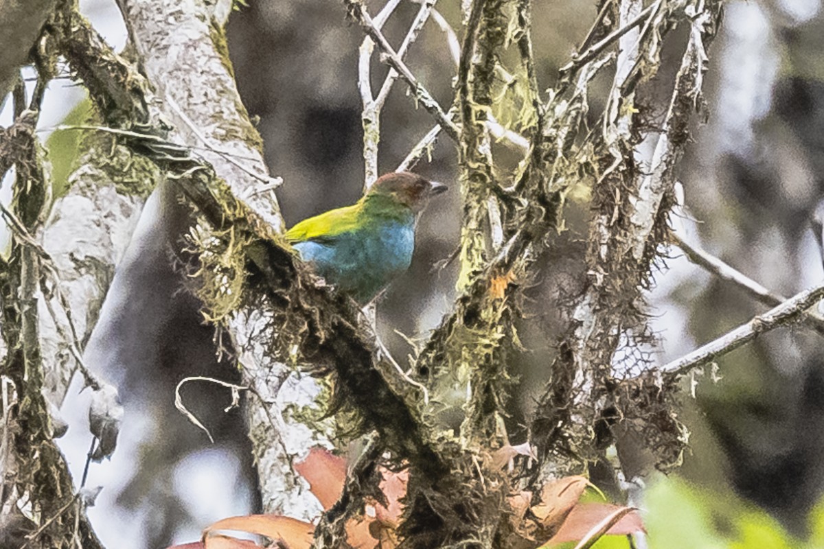 Bay-headed Tanager - ML614861254