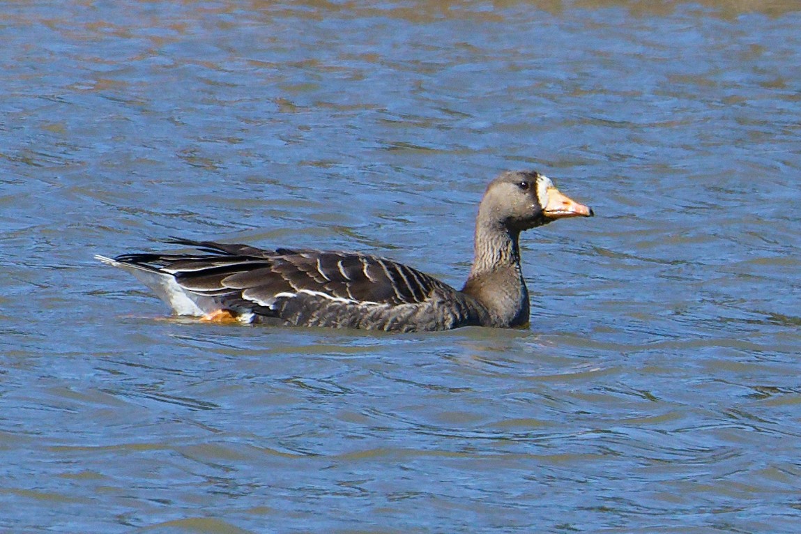 Greater White-fronted Goose - ML614861316