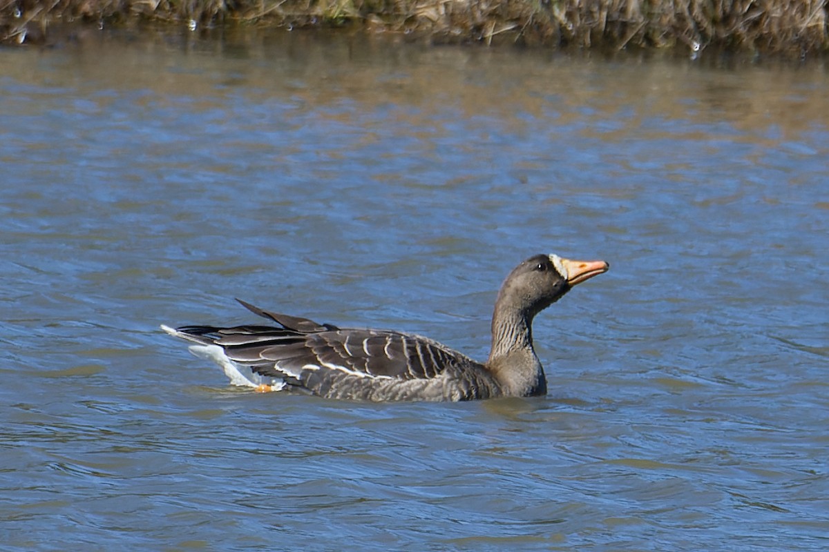 Greater White-fronted Goose - ML614861317