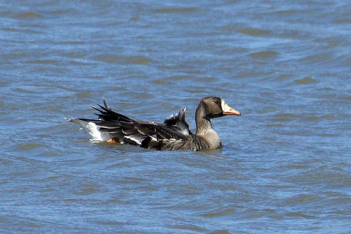 Greater White-fronted Goose - ML614861318