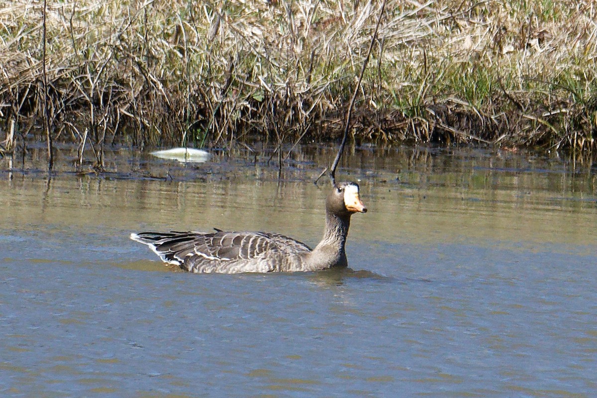 Greater White-fronted Goose - ML614861319