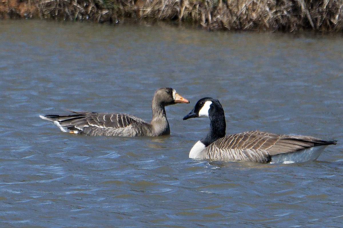 Greater White-fronted Goose - ML614861320