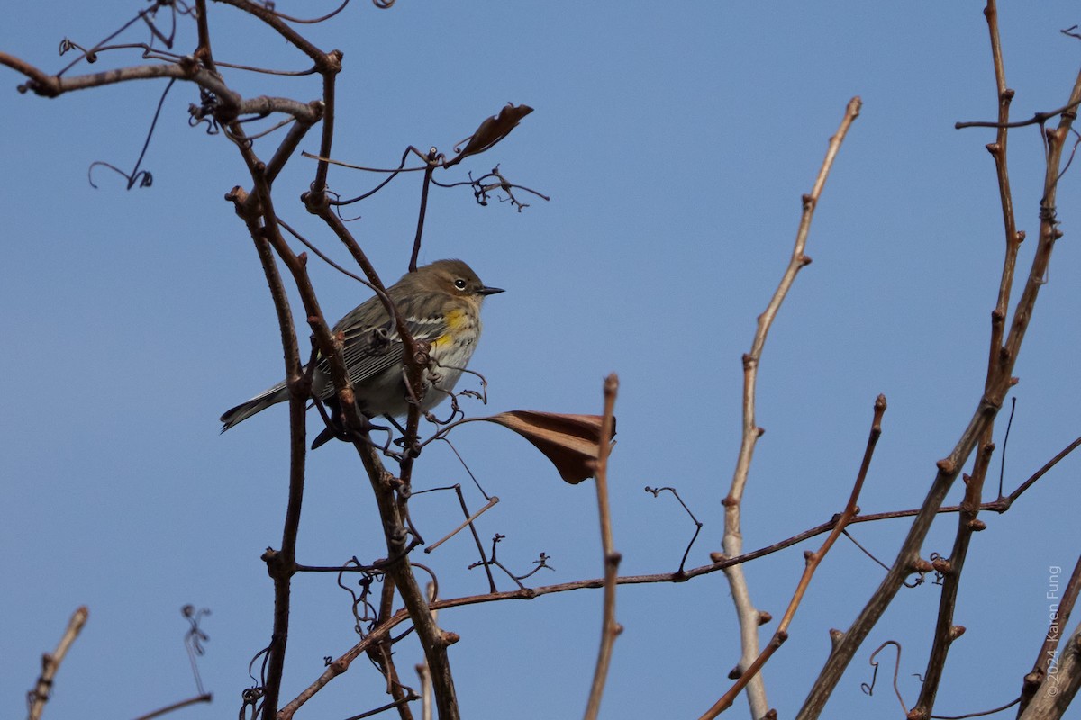 Yellow-rumped Warbler (Myrtle) - ML614861360