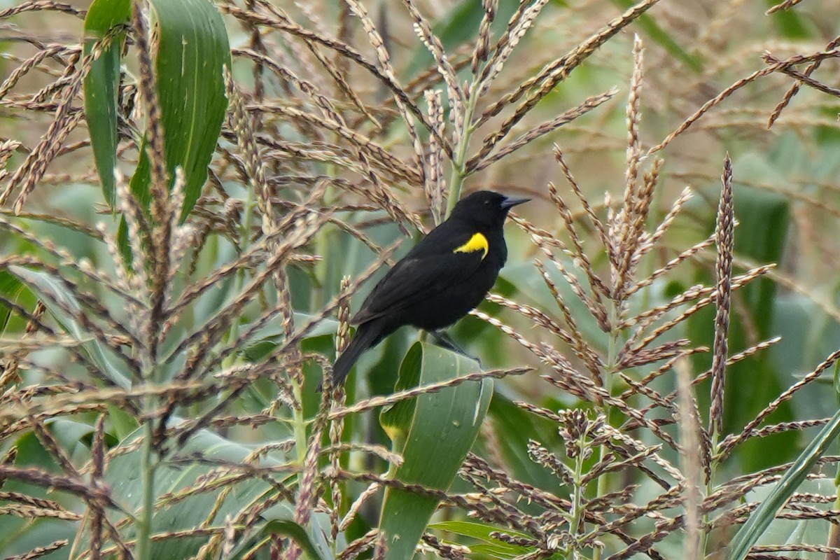 Yellow-winged Blackbird - ML614861384
