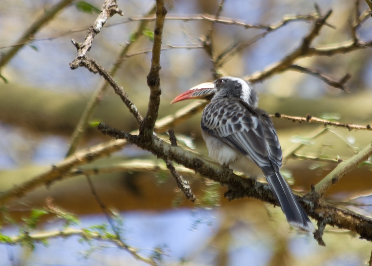 African Gray Hornbill - ML614861436