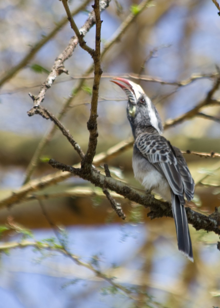 African Gray Hornbill - Tim Harrop