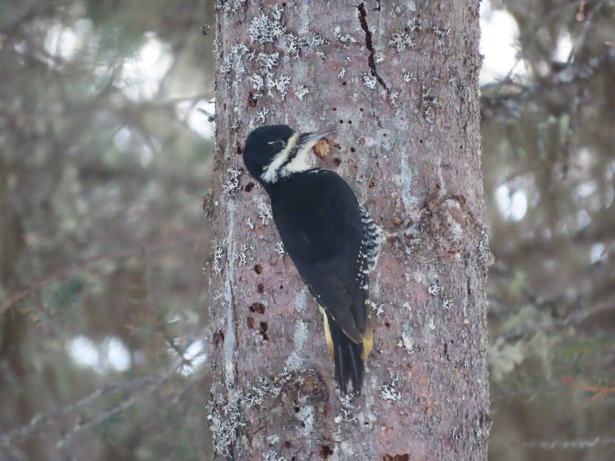 Black-backed Woodpecker - ML614861514