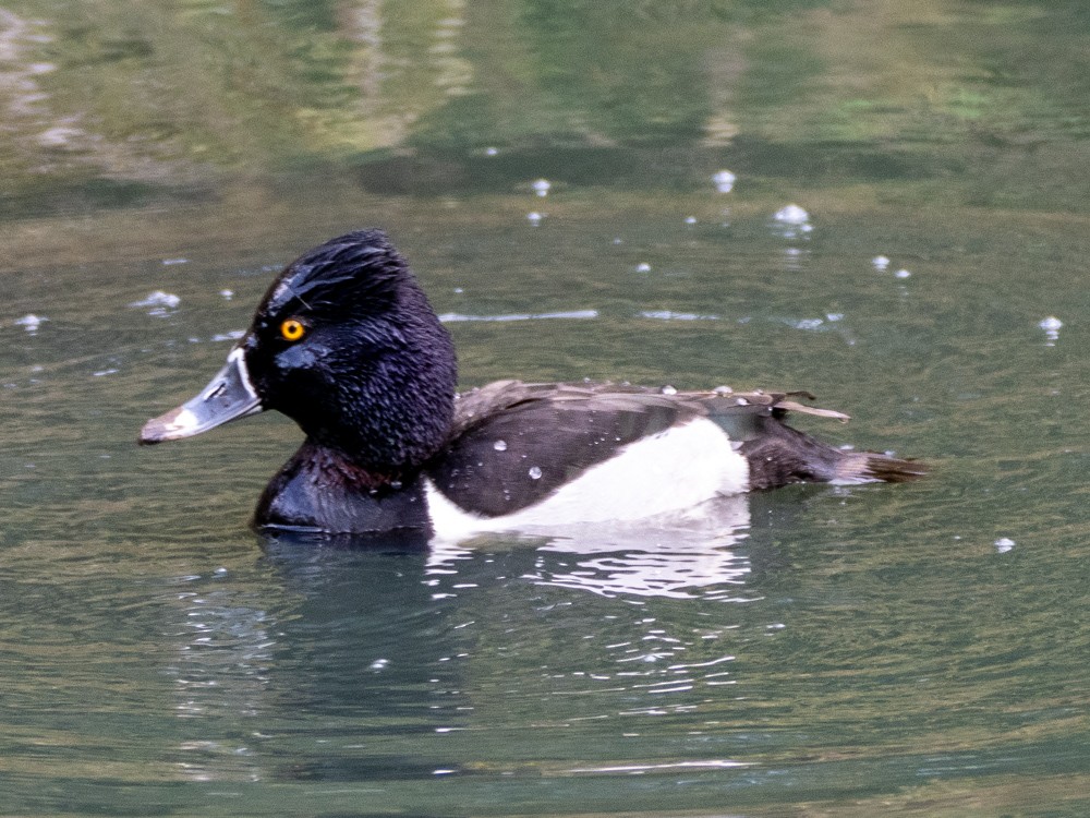 Ring-necked Duck - ML614861539