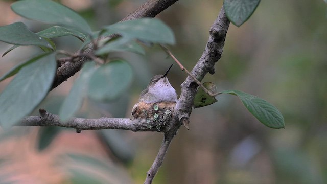 Anna's Hummingbird - ML614861584