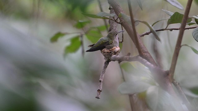 Anna's Hummingbird - ML614861586