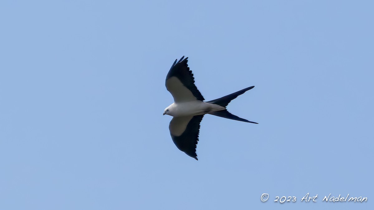Swallow-tailed Kite - ML614861751