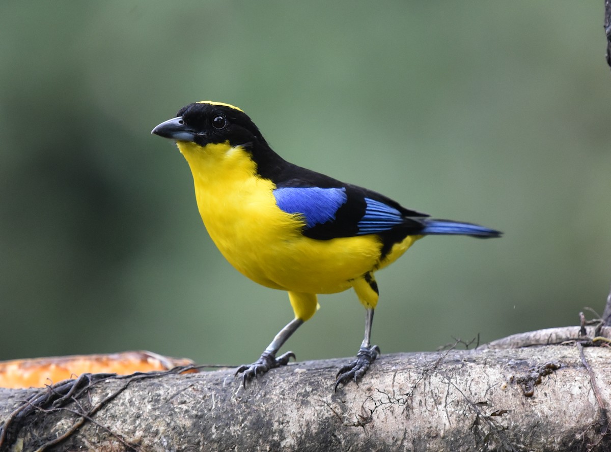 Blue-winged Mountain Tanager (Blue-winged) - ML614861767