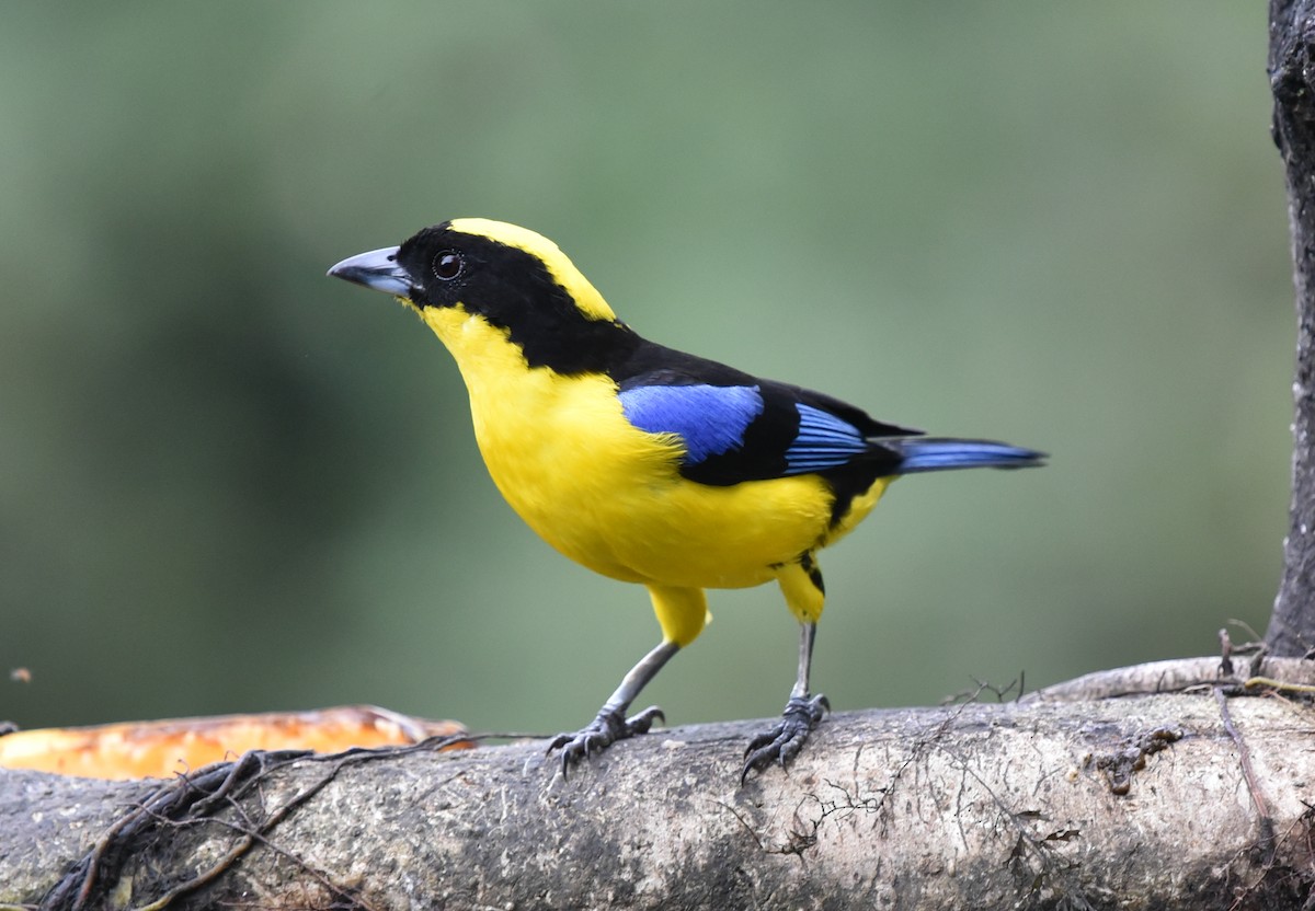 Blue-winged Mountain Tanager (Blue-winged) - ML614861768