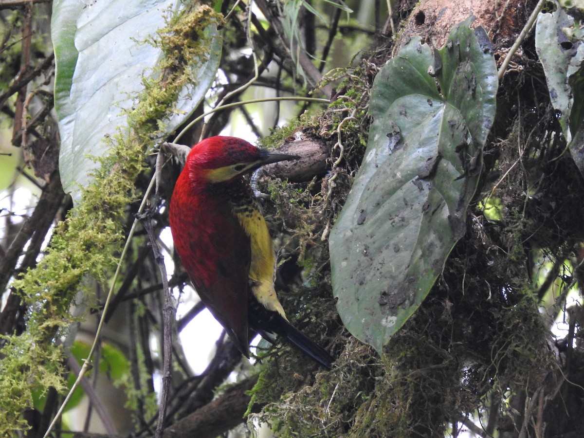 Crimson-mantled Woodpecker (Crimson-mantled) - ML614861810
