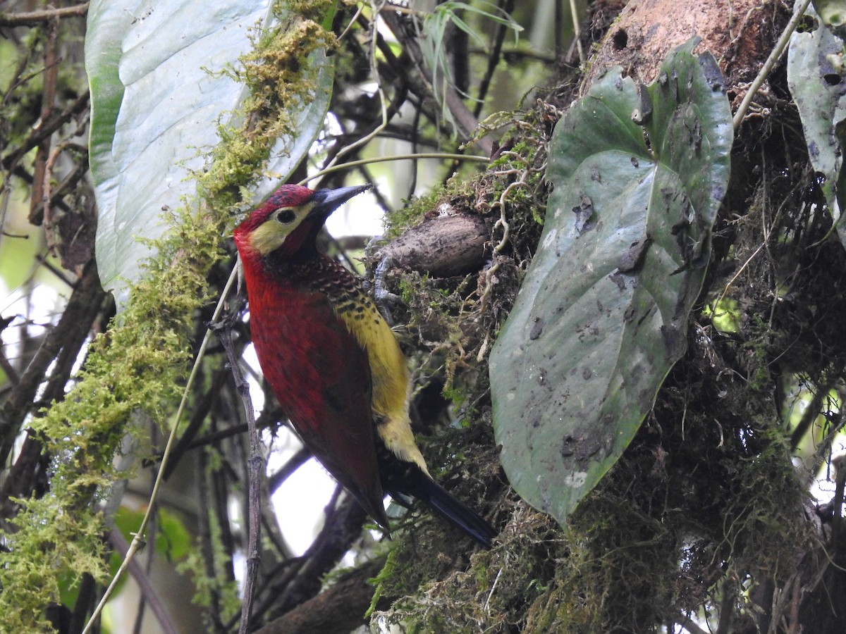 Crimson-mantled Woodpecker (Crimson-mantled) - ML614861811