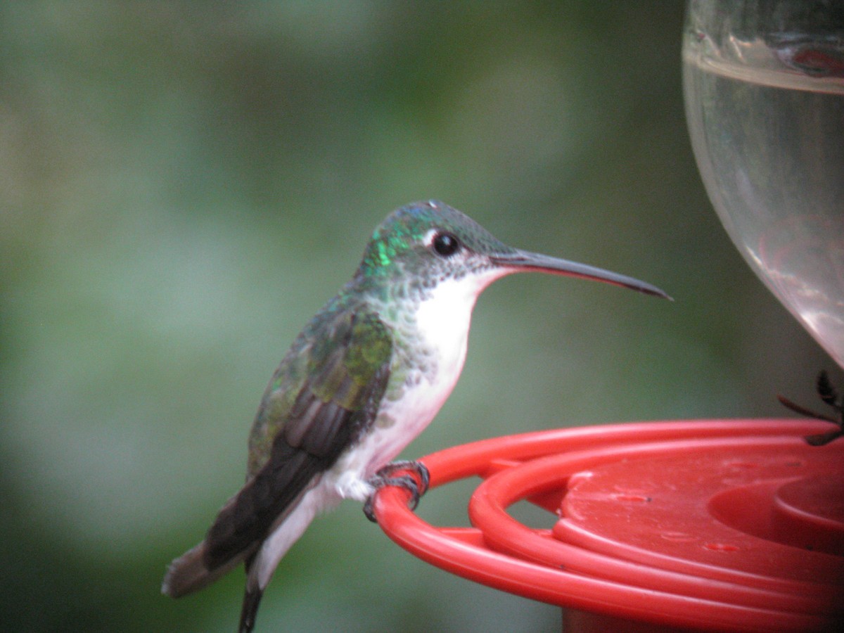 kolibřík andský - ML614861870