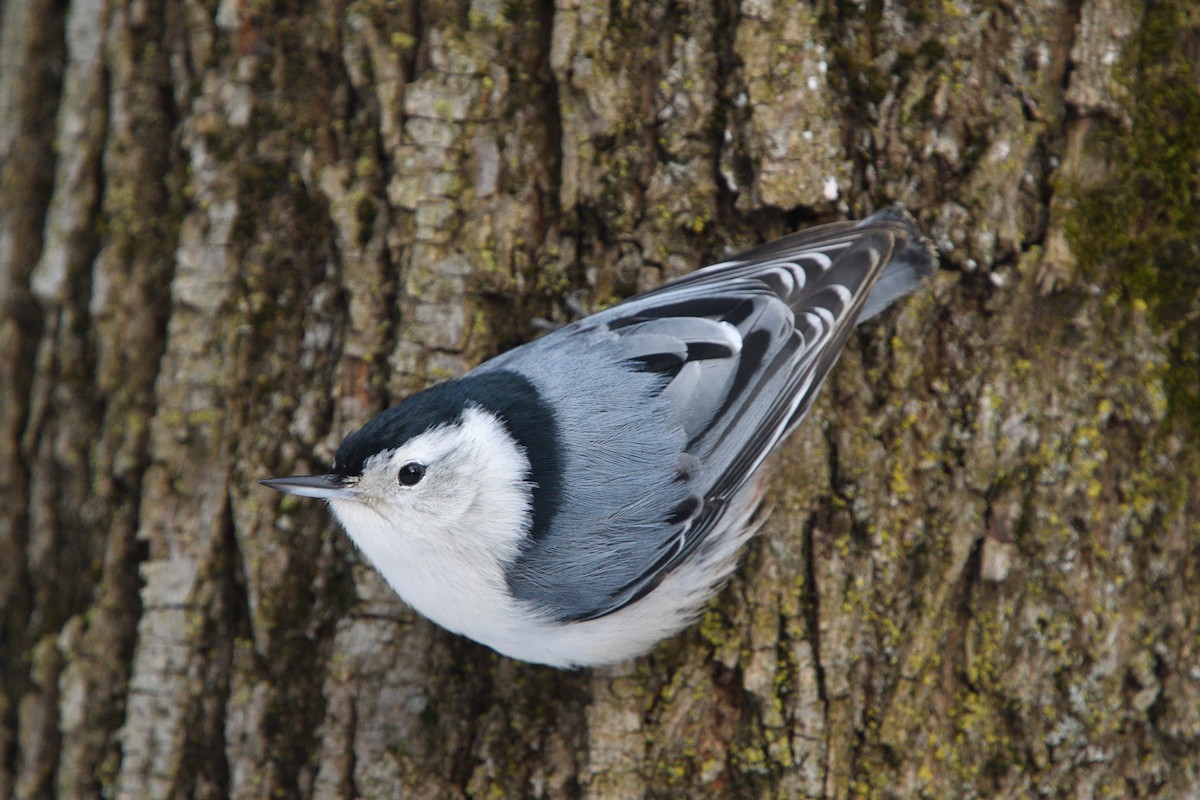 White-breasted Nuthatch - Louis Lemay