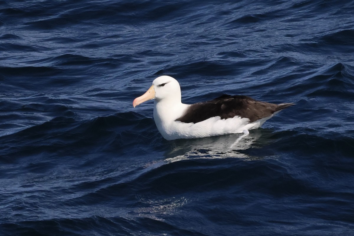 Black-browed Albatross - Marie Rust