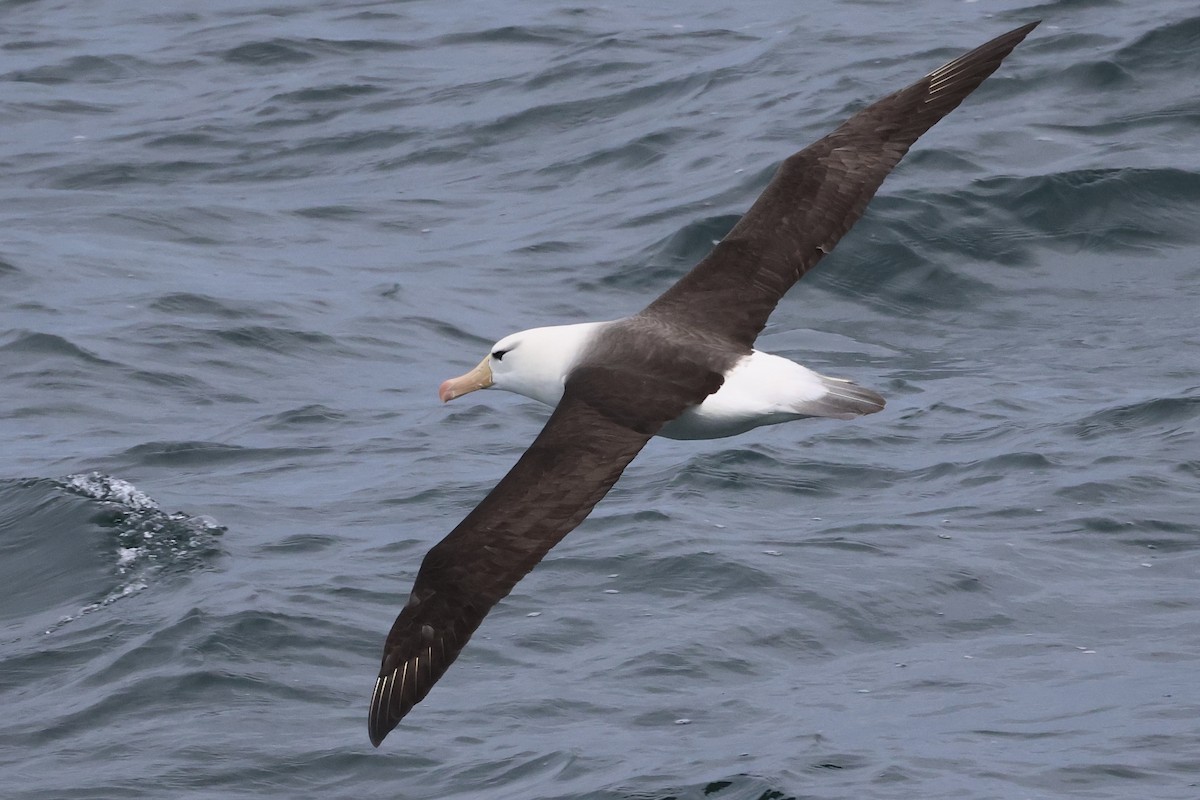 Black-browed Albatross - Marie Rust