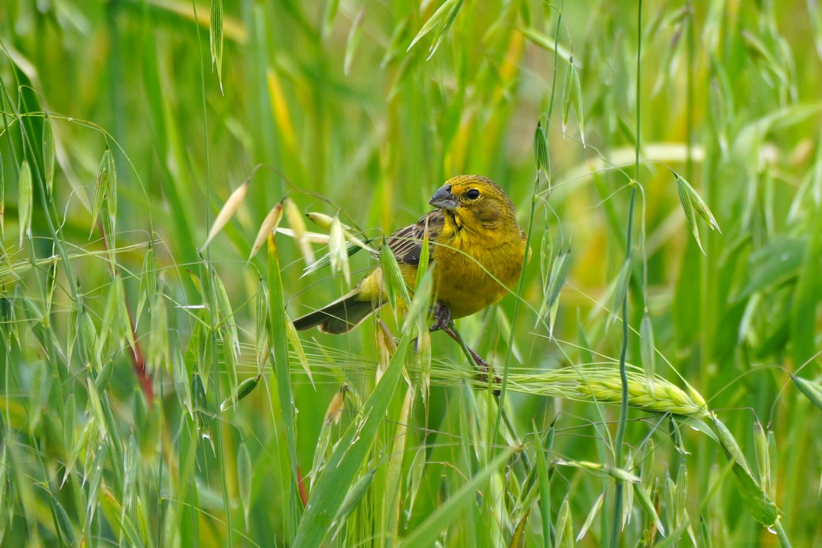 Grassland Yellow-Finch - ML614862043