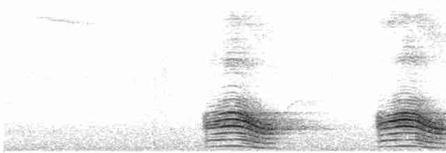 tykknebbkråke (macrorhynchos gr.) - ML614862154