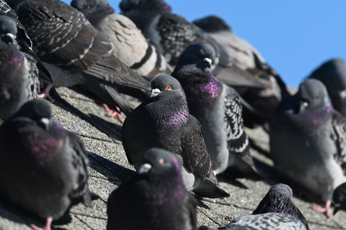 Rock Pigeon (Feral Pigeon) - ML614862290