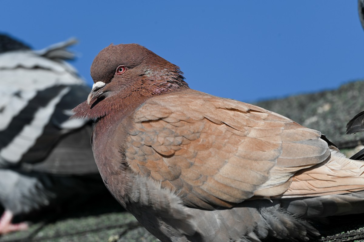 Rock Pigeon (Feral Pigeon) - ML614862292