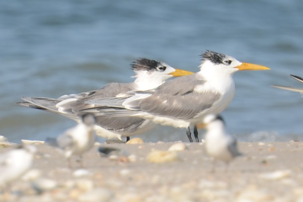Great Crested Tern - ML614862593