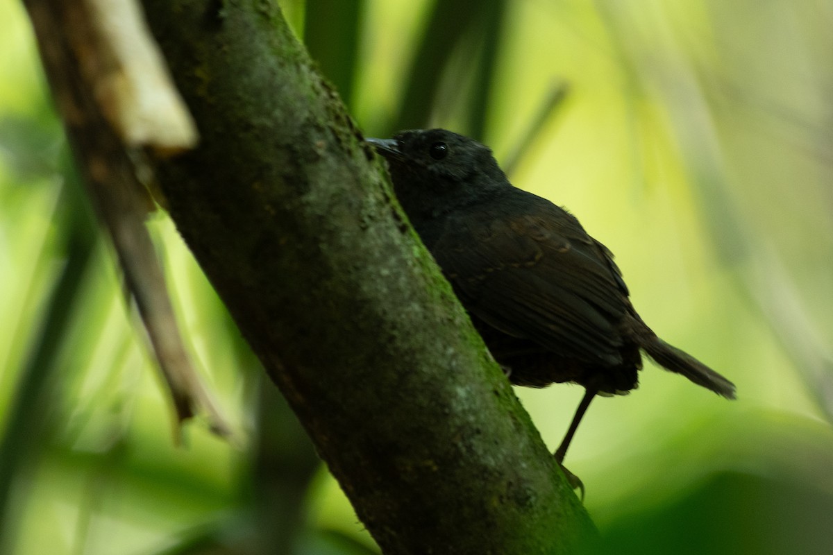White-crowned Tapaculo - ML614862768