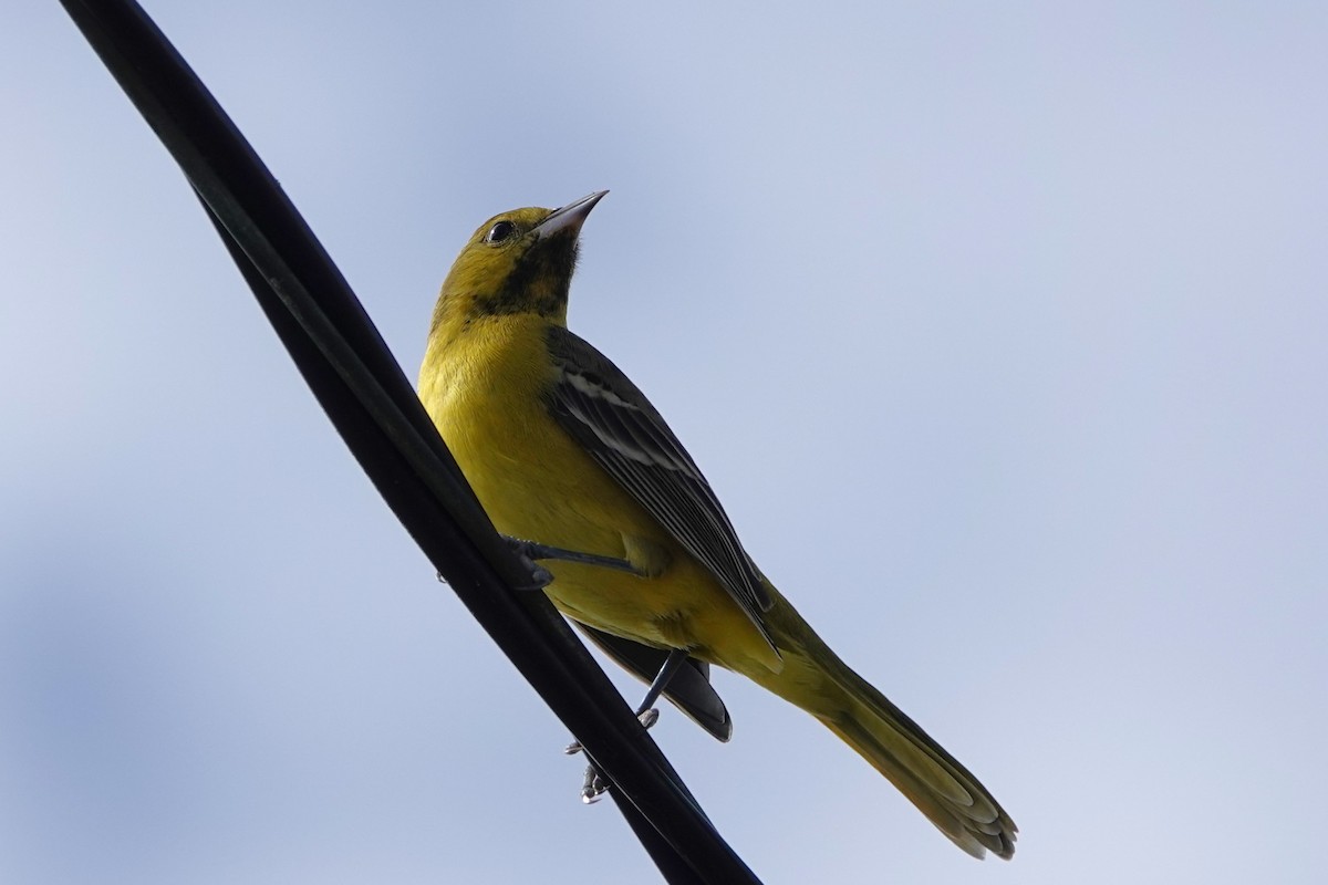 Orchard Oriole - ML614862857