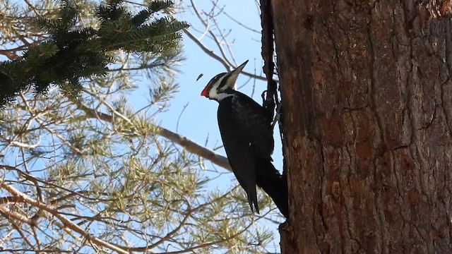 Pileated Woodpecker - ML614862869