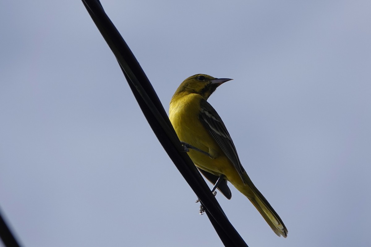 Orchard Oriole - ML614862922