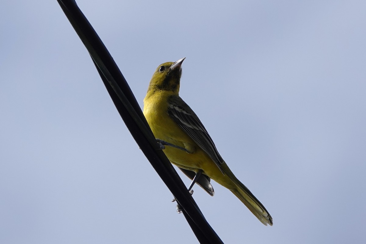 Orchard Oriole - ML614862958