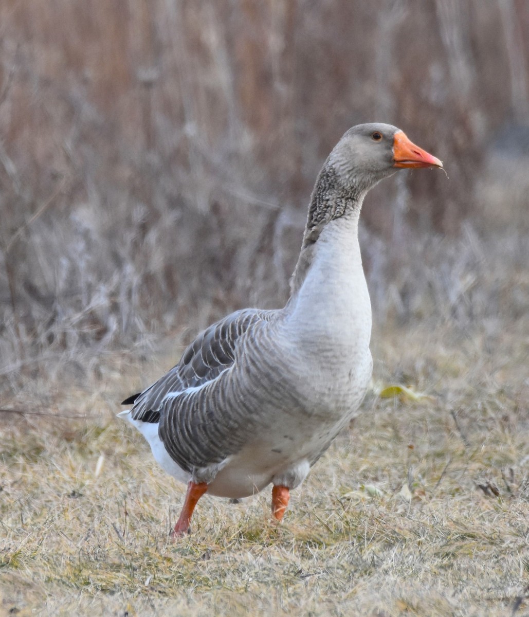 Graylag Goose (Domestic type) - ML614863374