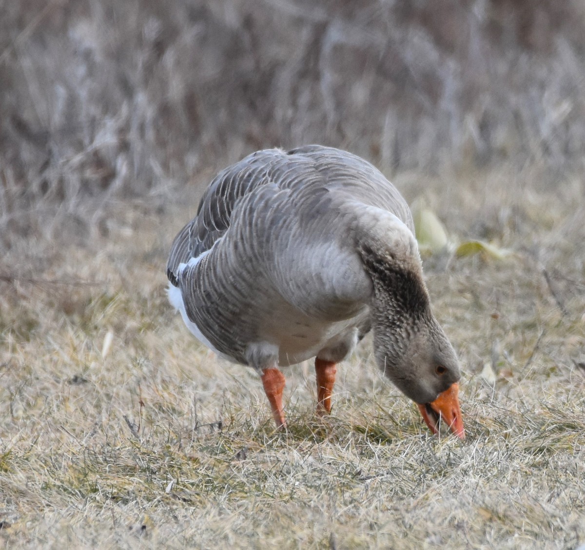Graylag Goose (Domestic type) - ML614863384