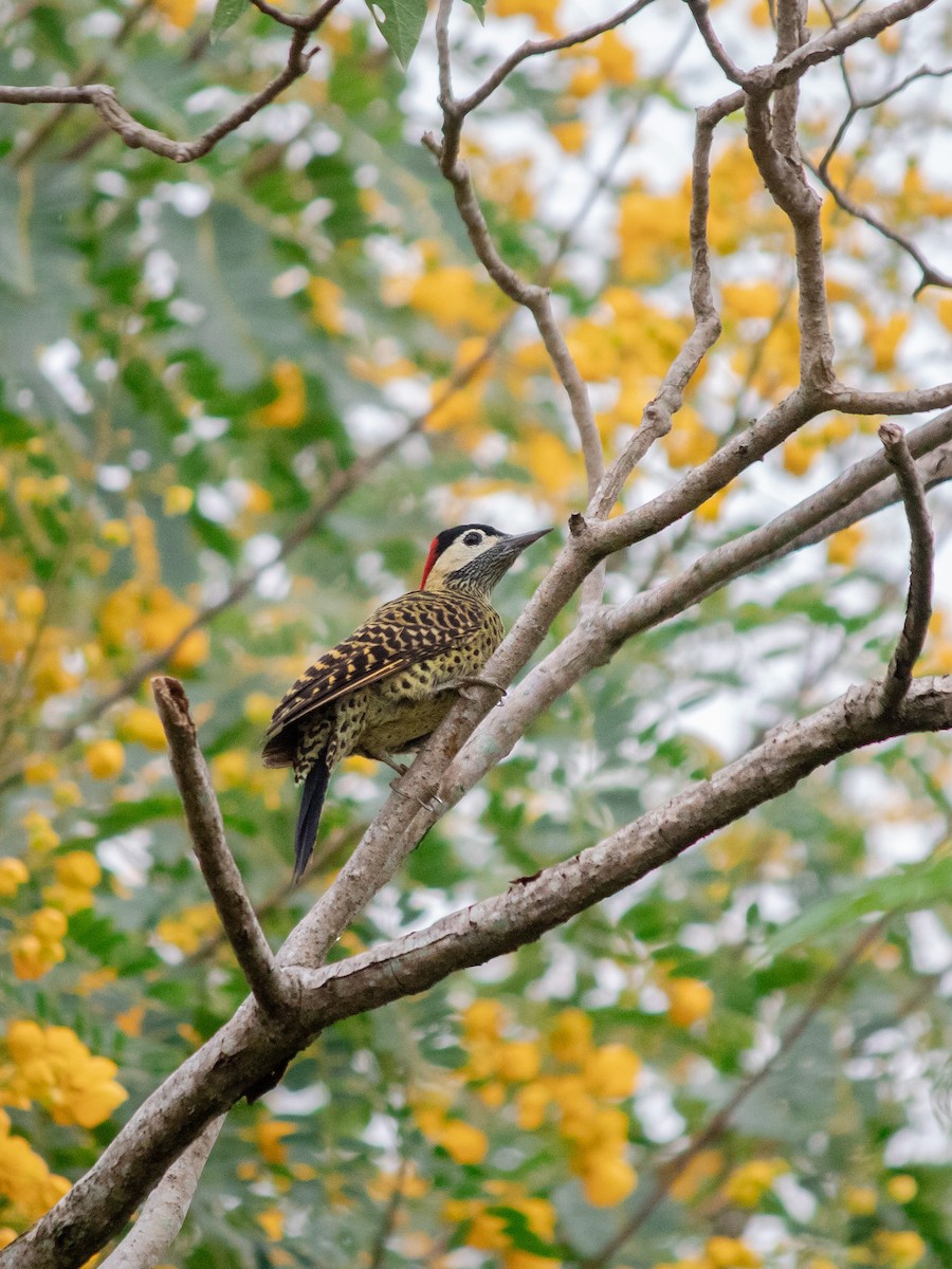 Green-barred Woodpecker - ML614863411