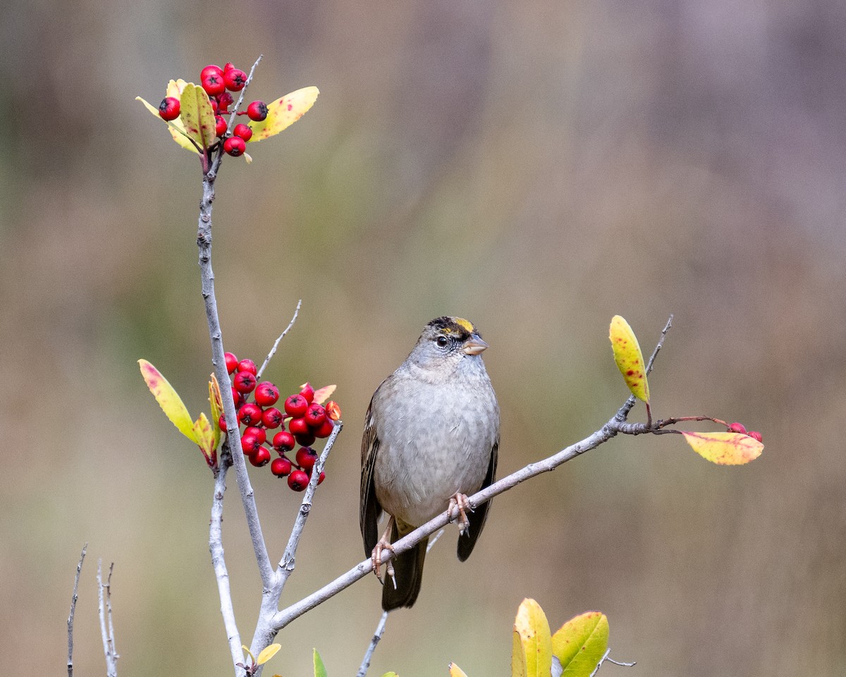 Golden-crowned Sparrow - ML614863465