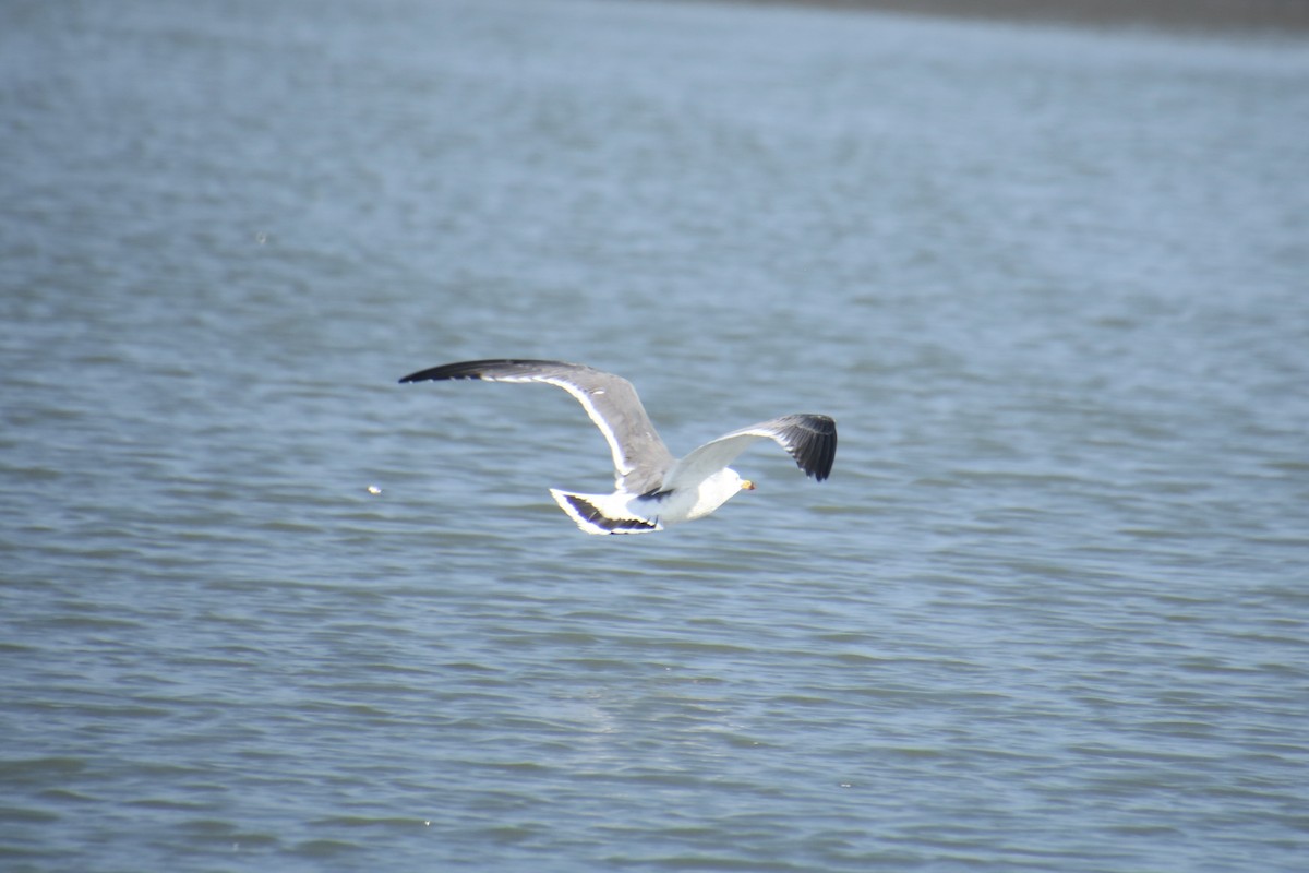Black-tailed Gull - ML614863862