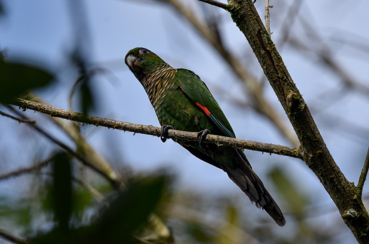 Maroon-tailed Parakeet (Choco) - ML614864146