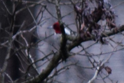Red-headed Woodpecker - ML614864314