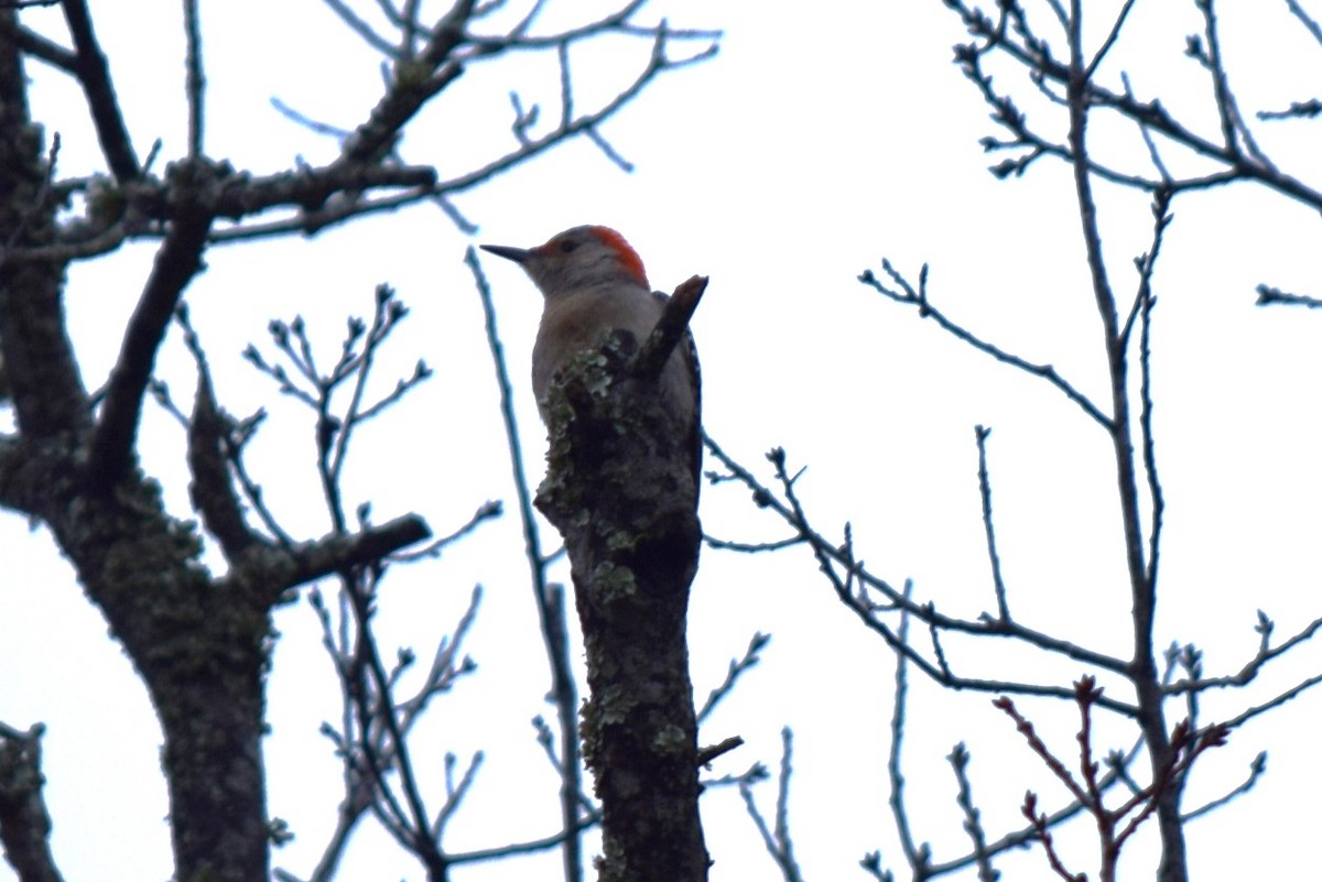Red-bellied Woodpecker - ML614864360