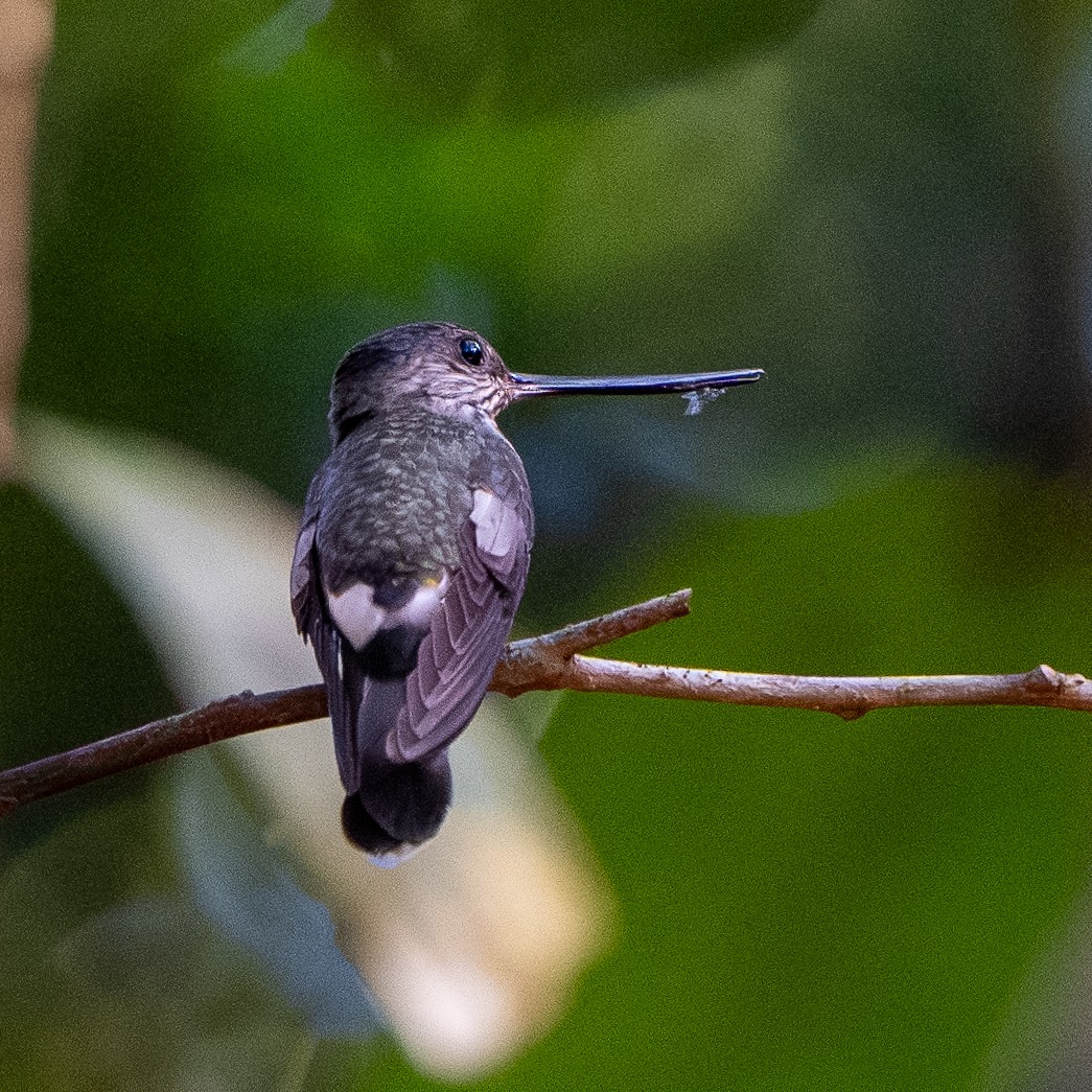 kolibřík háčkozobý - ML614864428