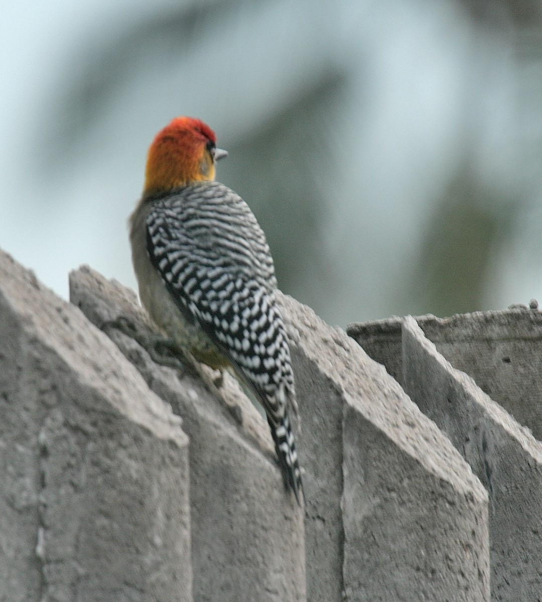Golden-cheeked Woodpecker - Mary McGreal