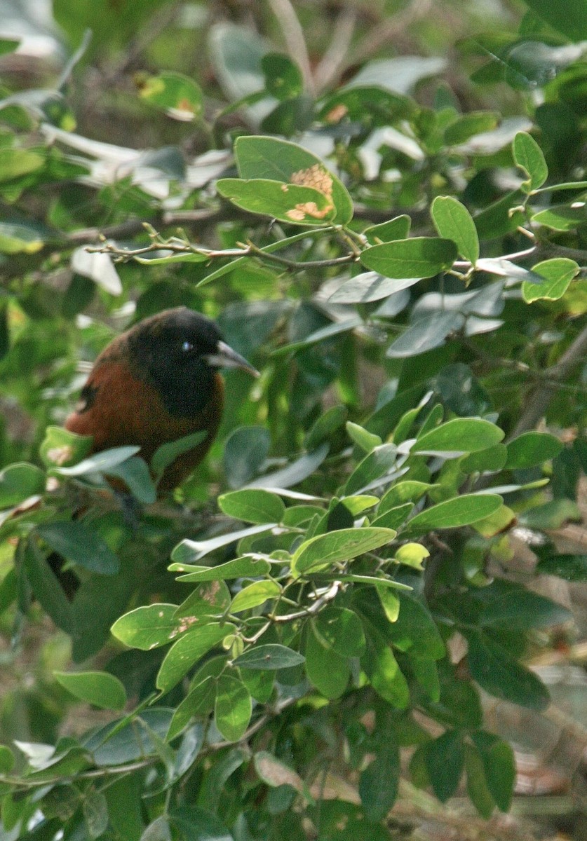 Orchard Oriole - Mary McGreal
