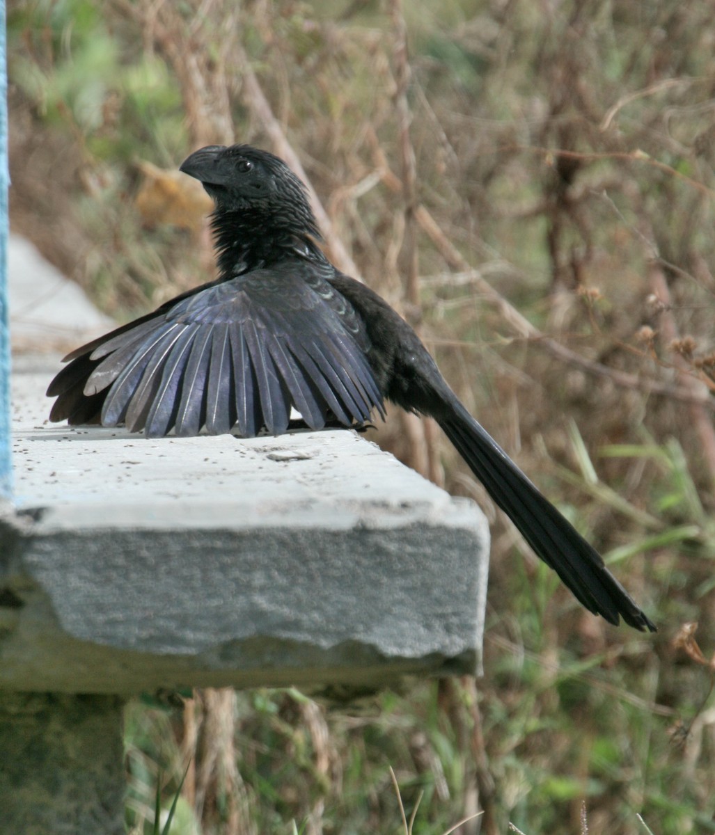 Groove-billed Ani - Mary McGreal