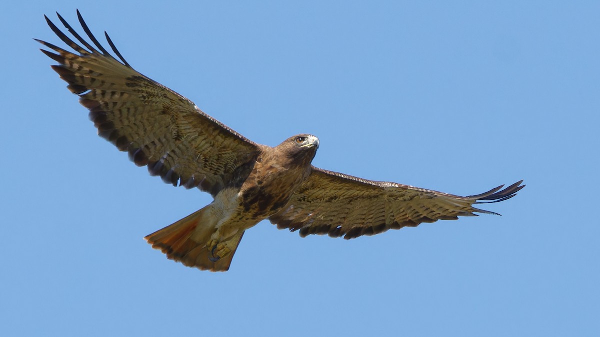 Red-tailed Hawk - ML614864796