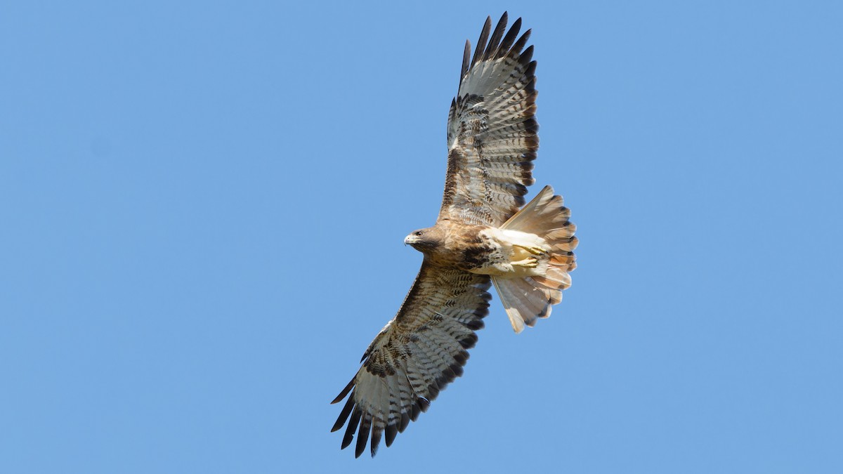Red-tailed Hawk - Bob Scheidt