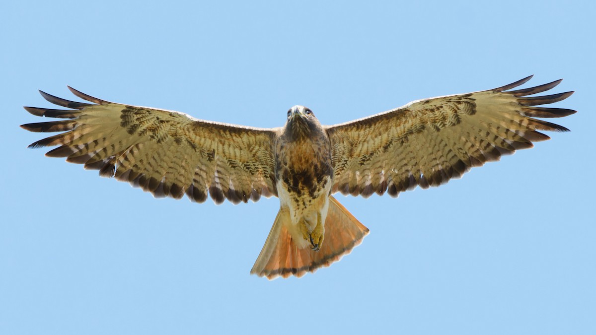 Red-tailed Hawk - Bob Scheidt
