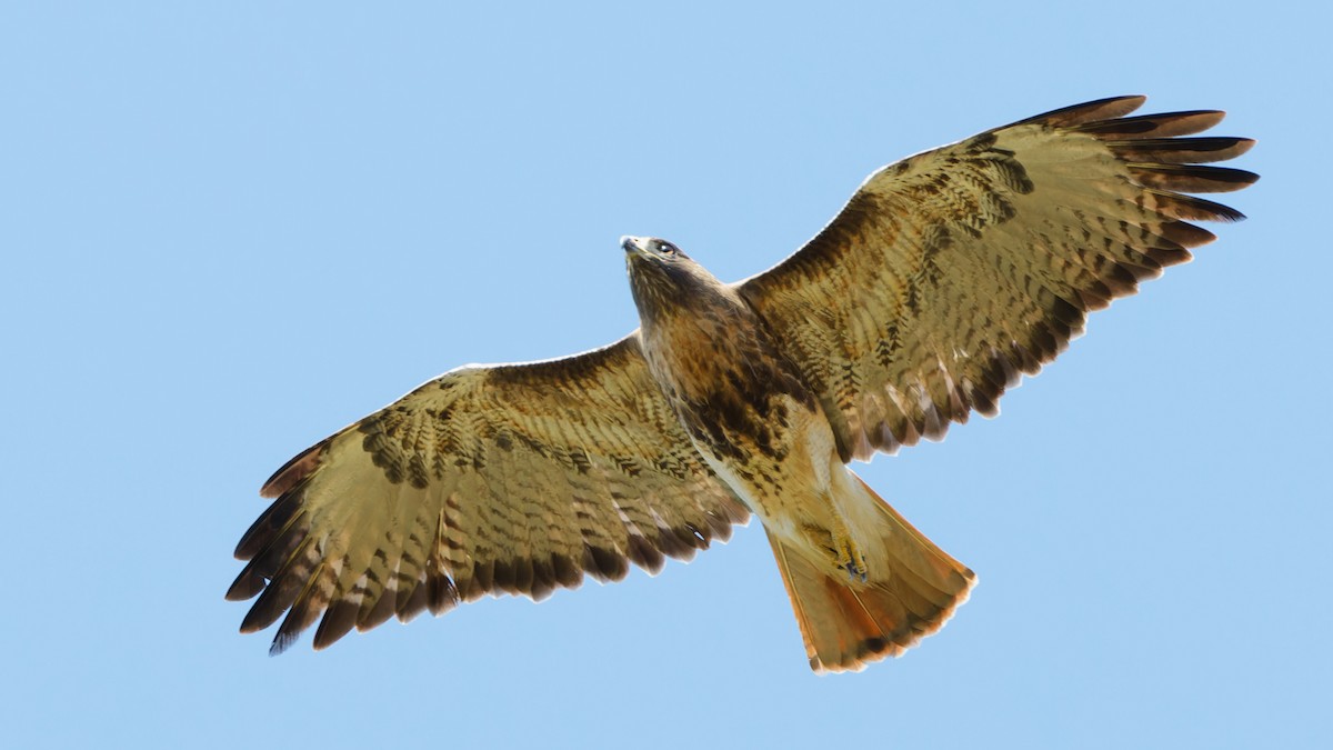 Red-tailed Hawk - ML614864801