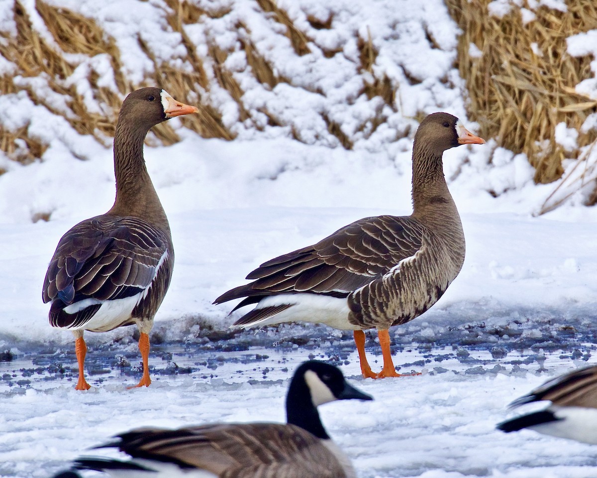 Greater White-fronted Goose - ML614864805